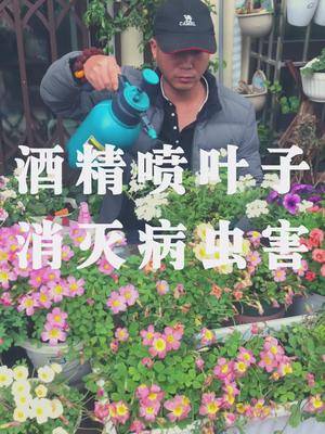 酒精喷叶子，消灭病虫害，高效环保无毒害