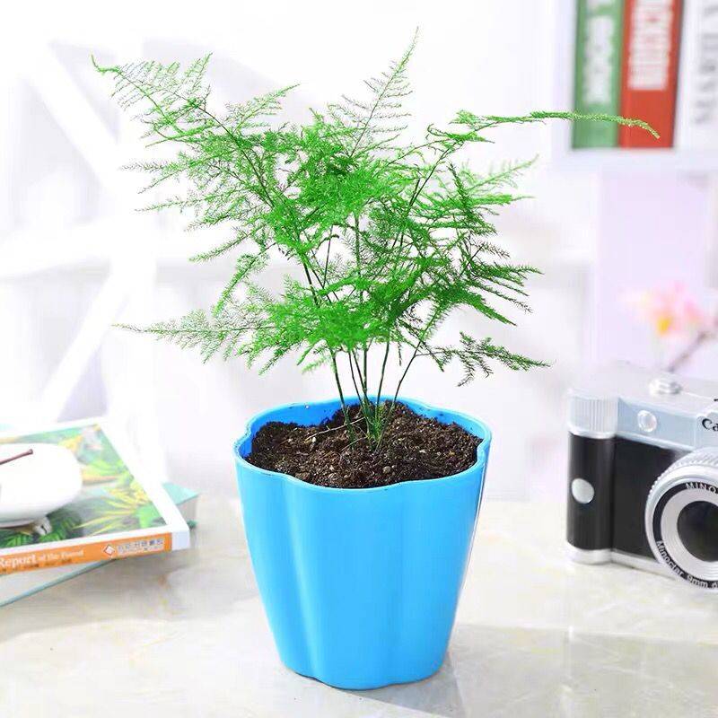 文竹绿植盆栽 花瓣盆