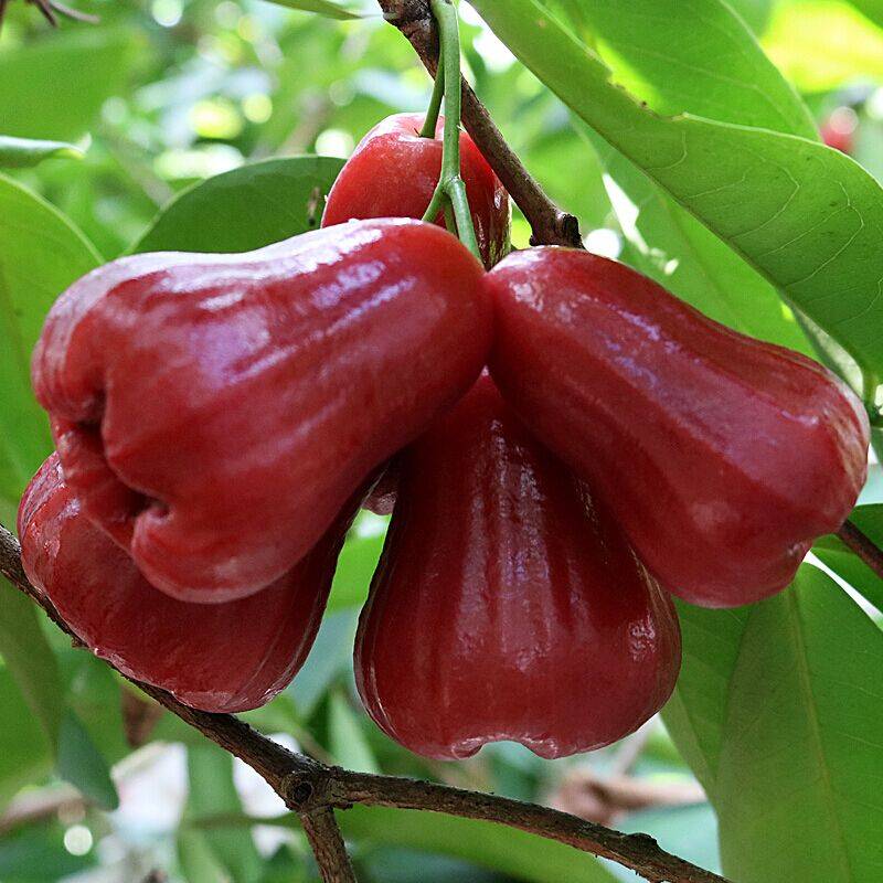 3斤带箱泰国黑金刚莲雾新鲜水果海南莲雾果热带当季孕妇水果包邮5