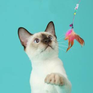 猫咪玩具逗猫棒新款仙女逗猫棒包邮羽毛铃铛逗猫神器幼猫玩具用品