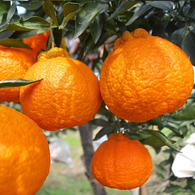 四川不知火丑橘大果丑八怪整箱9斤5斤当季橘子新鲜水果甜丑柑包邮