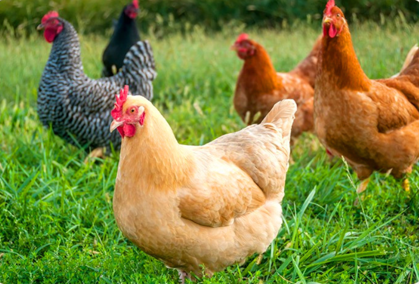 正宗土鸡三黄鸡农家散养农村走地整只冷冻笨白条鸡肉新鲜非老母鸡