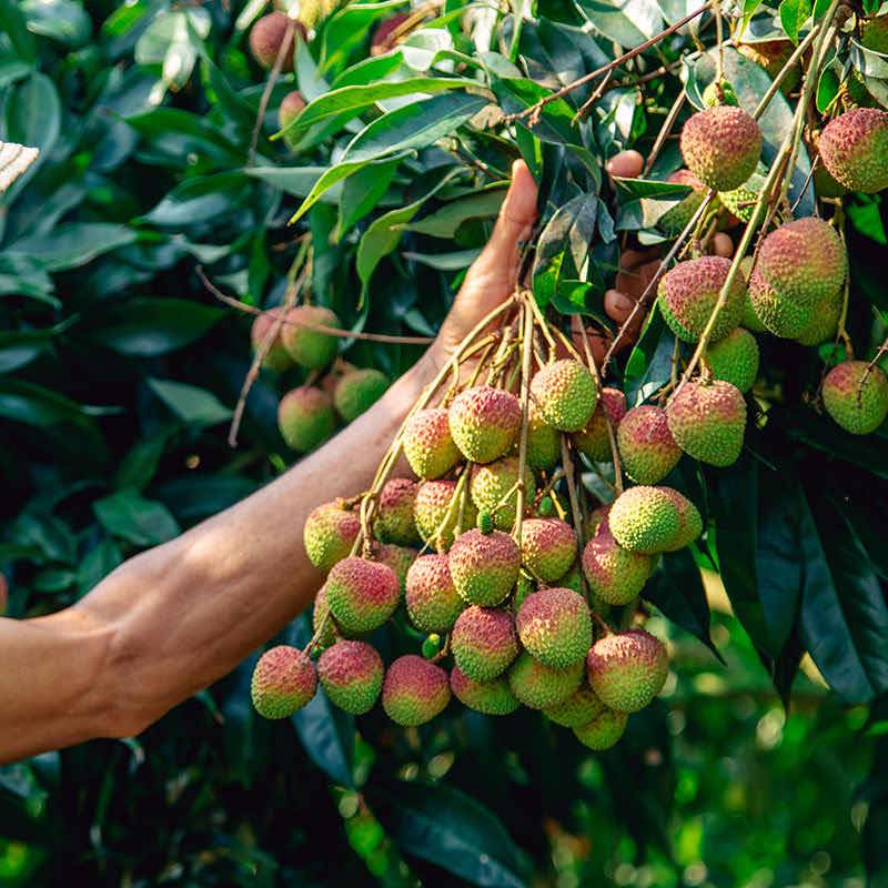 新鲜荔枝现摘5斤时令装当季水果包邮黑叶糖果荔枝现摘现发